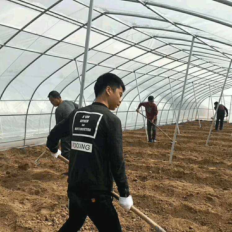簡易拱棚（農(nóng)用大棚）高清圖片